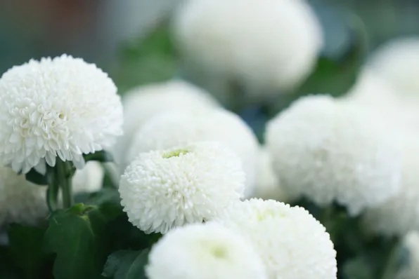 bloemen 