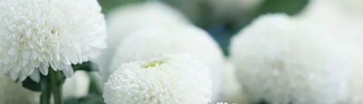 bloemen 