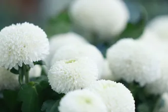 bloemen 
