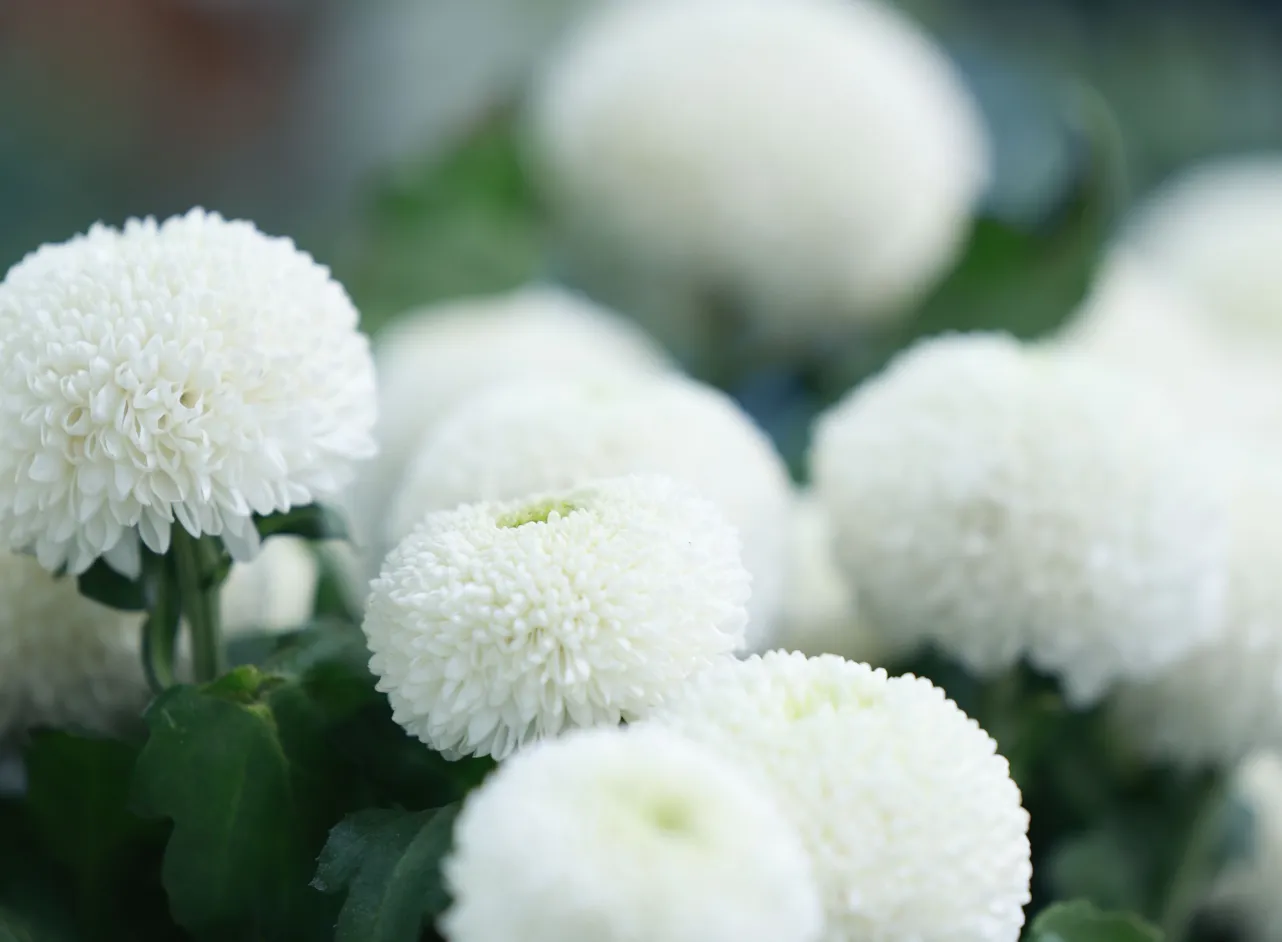 bloemen 